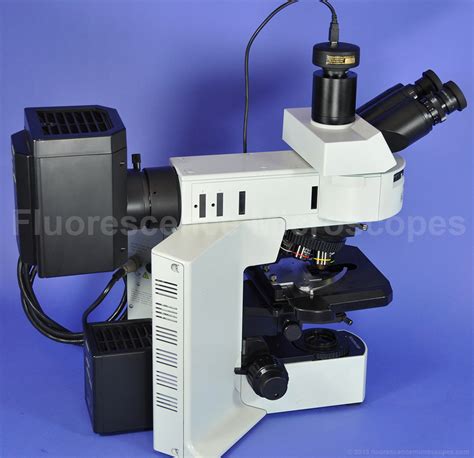 Fluorescence Microscope 的图像结果