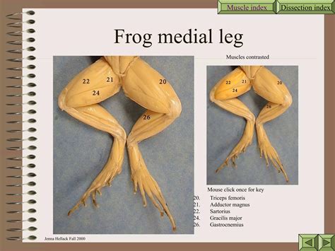 Frog Legs Anatomy