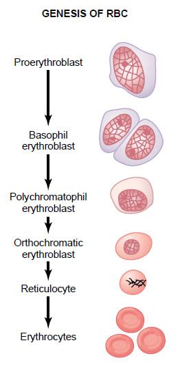 Image result for Explain Red Cell Production