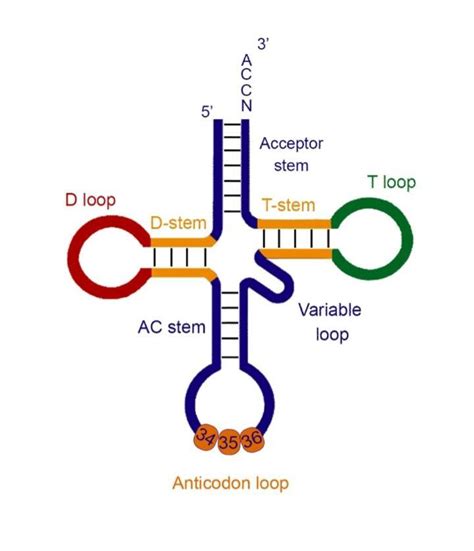 draw a neat labelled diagram of the hair pin model of t-rna. - Brainly.in