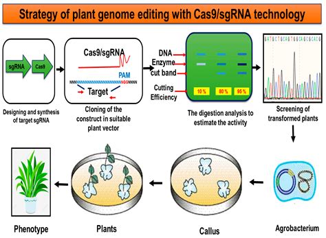 An Updated Overview on Insights into Sugarcane Genome Editing via ...