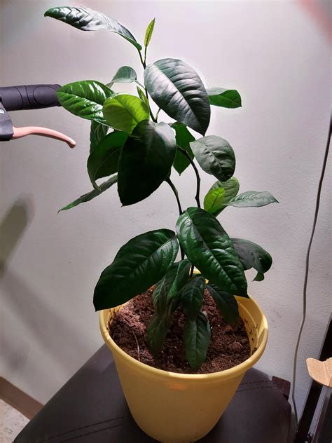 Image result for Lemon Tree Pruning