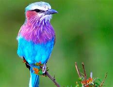 Image result for Cool Colorful Animal Wallpaper