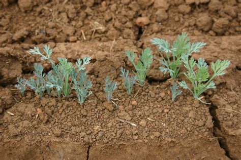 Poppy Plant Seedling