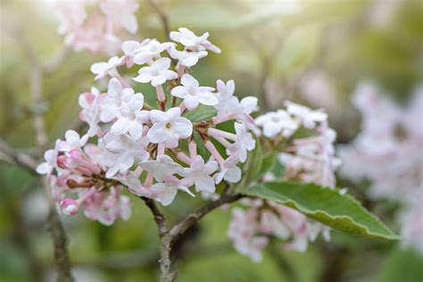 12 Species of Viburnum Shrubs