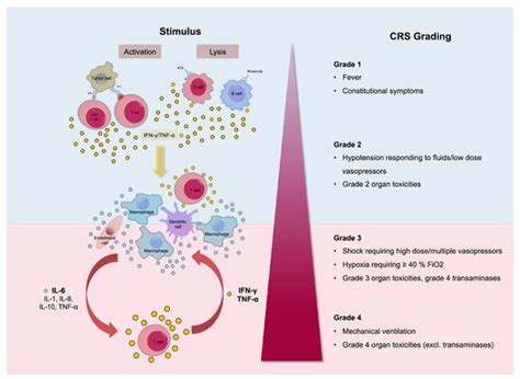 CAR-T Therapy | Encyclopedia MDPI