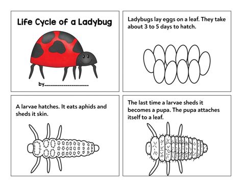 Image result for Ladybug Life Cycle Printable