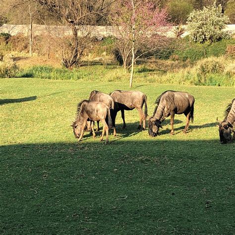 SWANGS SAFARIS - All You Need to Know BEFORE You Go 2026 (with Photos ...