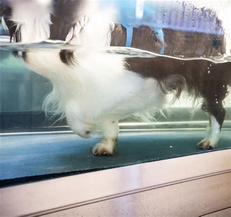 Top Rated Mineral Veterinarian - Lake Anna Veterinary Hospital