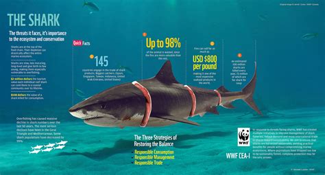 Sharks infographic | Infographic, Shark, Graphic poster