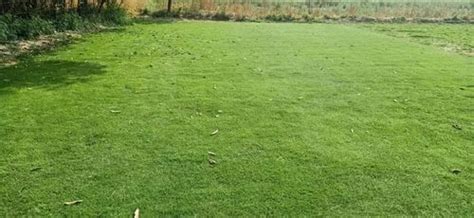 Bermuda Grass - Natural Grass Laying Service Manufacturer from New Delhi