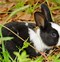 Image result for Bunnies Pet Toys