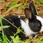 Image result for Free Images of Spring Rabbit