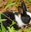 Image result for lop bunny breeds