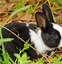 Image result for Cutest Fluffy Bunny
