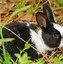 Image result for Cute Bunnies Pics