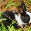 Image result for The Cutest Baby Bunnies in the World