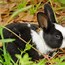 Image result for Baby Bunny and Puppy