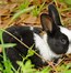 Image result for Cute Baby Rabbit Clip Art