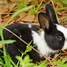 Image result for Cute Baby Rabbit Drawings