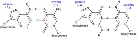 Base pair Structure 的图像结果