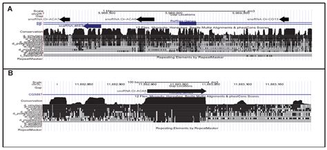 Unusual Novel SnoRNA-Like RNAs in Drosophila melanogaster