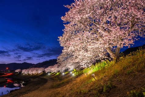 What does "Sakura" mean to the Japanese? A deep look at the ...