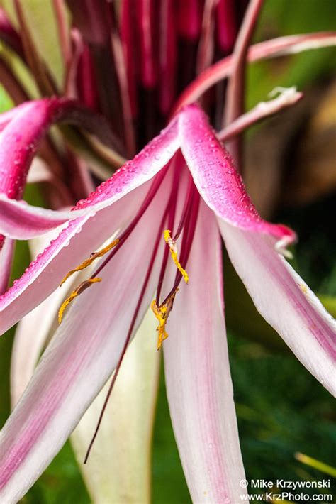 Close-up of Purple Spider Lily Flowers Covered With Rain Droplets Photo ...