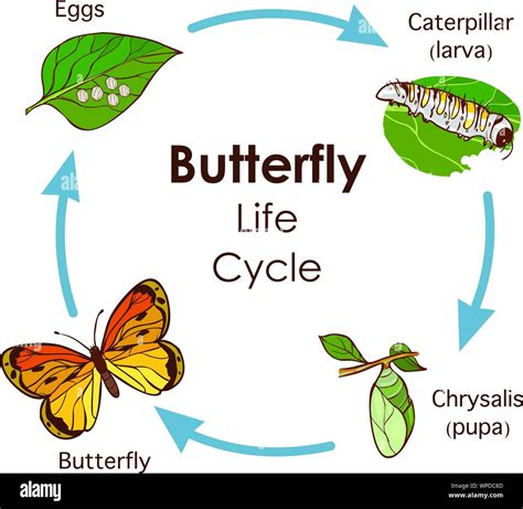 Painted Lady Caterpillar Diagram
