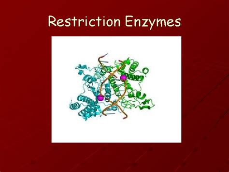 Restriction Enzymes WHAT ARE RESTRICTION ENZYMES Restriction Enzymes