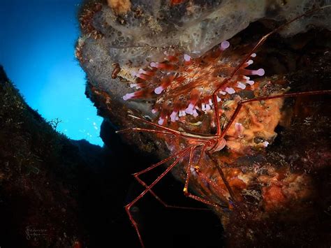 OLA DIVING CENTER - All You Need to Know BEFORE You Go 2026 (with ...