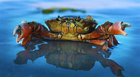 Are Crabs Arachnids or Crustaceans or Insects? - (ANSWERED)