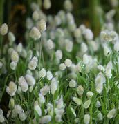 Image result for White Bunny Tail