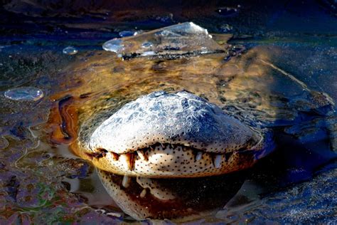 Alligators Freeze With Noses Above Ice in North Carolina Swamp | iHeart