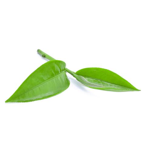 T-Ingredient – The Man Company