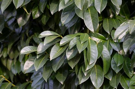 Premium Photo | Cherry laurel english laurel prunus laurocerasus branch ...