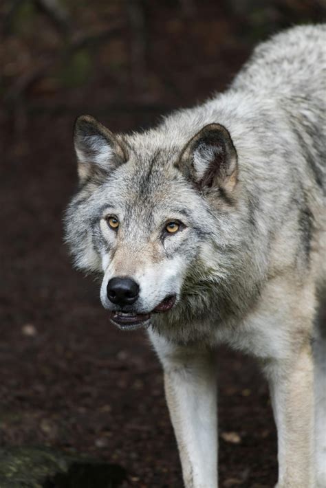 Wolf Eye Colors - What Colors Do Wolves Have?
