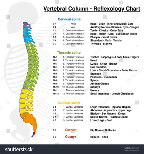 22 Spine Chart With Numbered Vertebrae Royalty-Free Images, Stock ...
