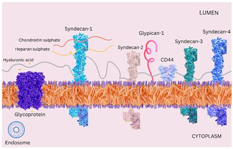Insights into the Molecular Mechanism of Endothelial Glycocalyx ...