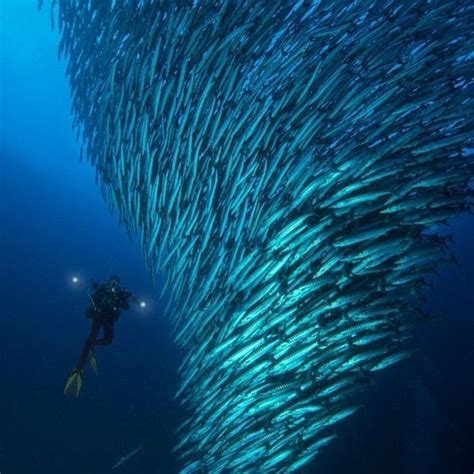 Sea Exploration 的图像结果