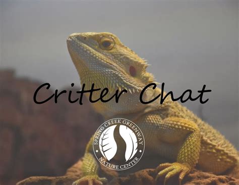 Critter Chat, 1300 Riley Fuzzel Rd, Spring, TX, United States, Texas ...