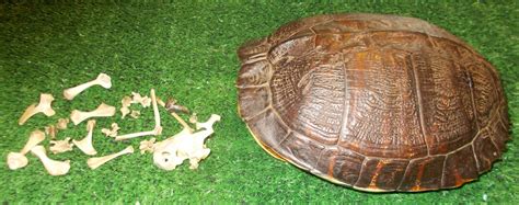 Image result for Red Turtle Shell