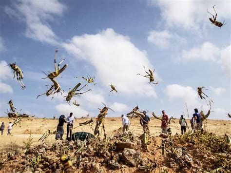 Locust infested crop amid severe food shortage - UN warns of 'major ...