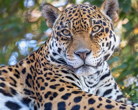 Jaguar - Phoenix Zoo