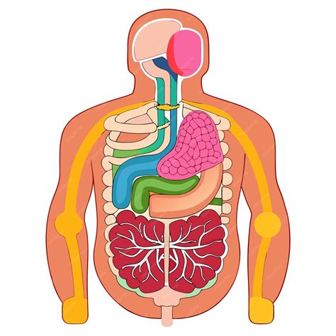 Anatomia del sistema digestivo umano arte e illustrazione vettoriale ...