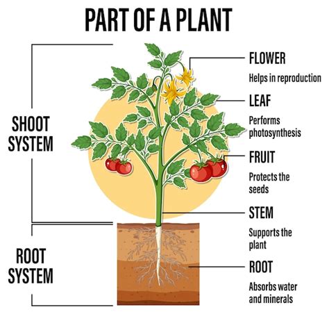 Image result for Root Python Diagram