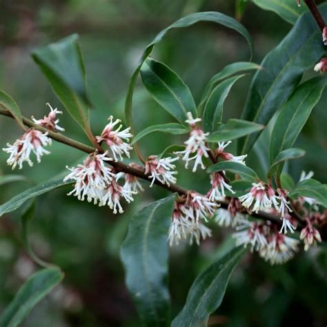 Buy sweet box Sarcococca hookeriana var. 'digyna': Delivery by Waitrose ...
