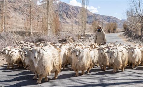 Ultimate Guide to the Culture of Ladakh – Festivals, Food & Customs