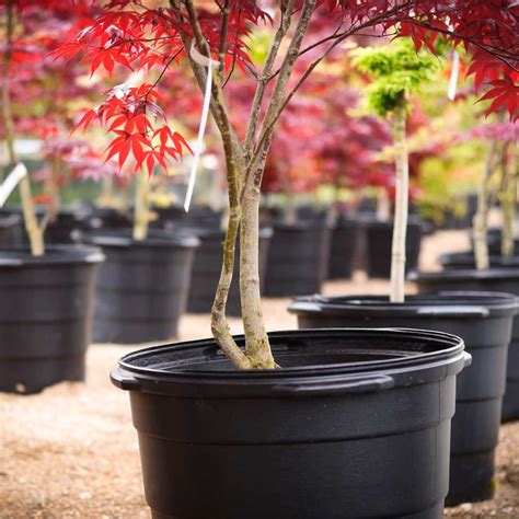 Japanese Maple Tree Care | The Family Handyman