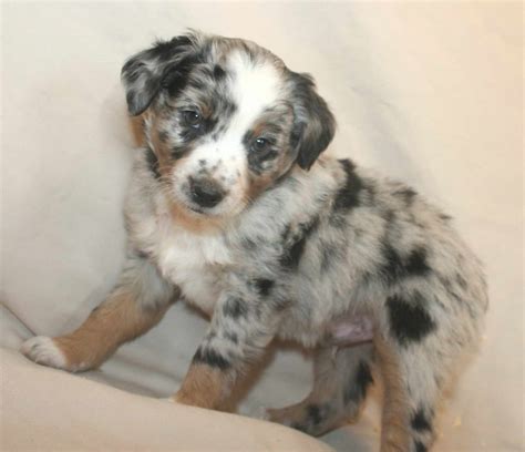 Corgi Mini Aussie Mix Puppies For Sale | PETSIDI